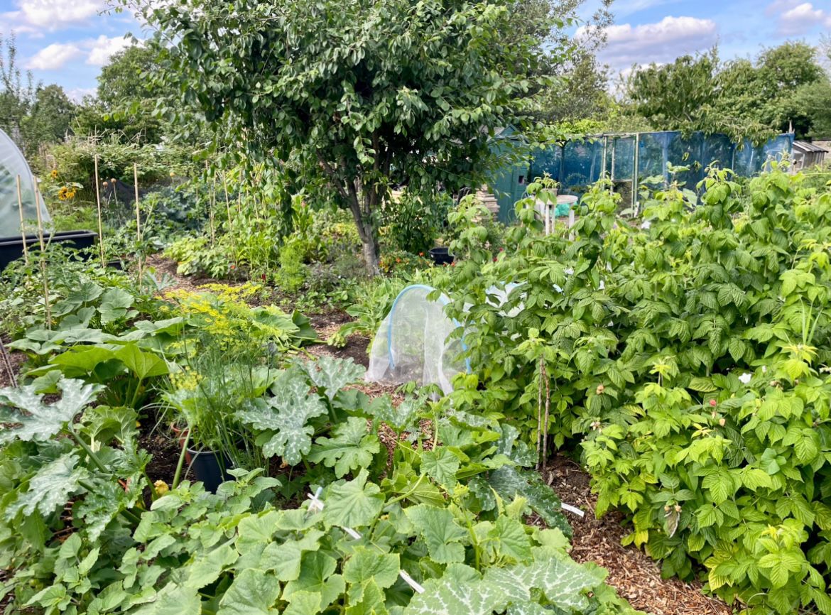 vegetable and plant garden